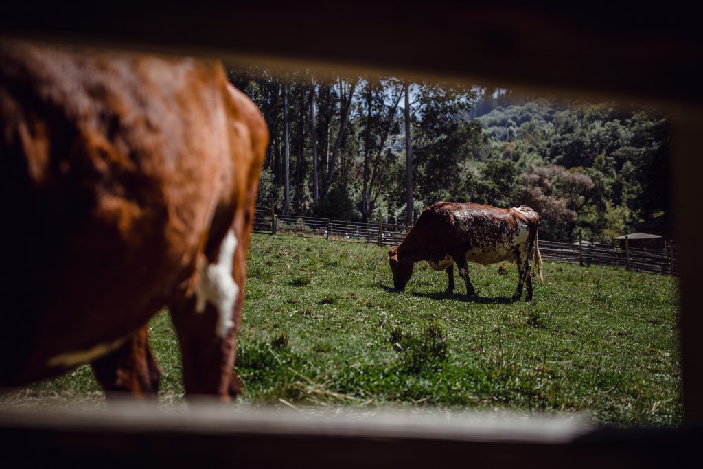 brown white cow fence