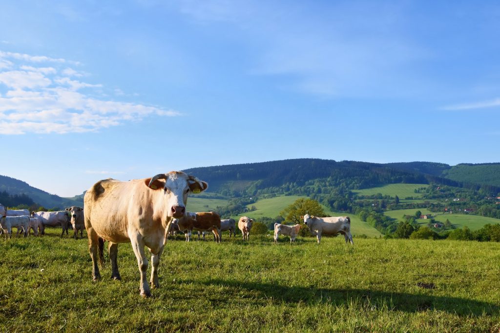 cattle grazing meadow