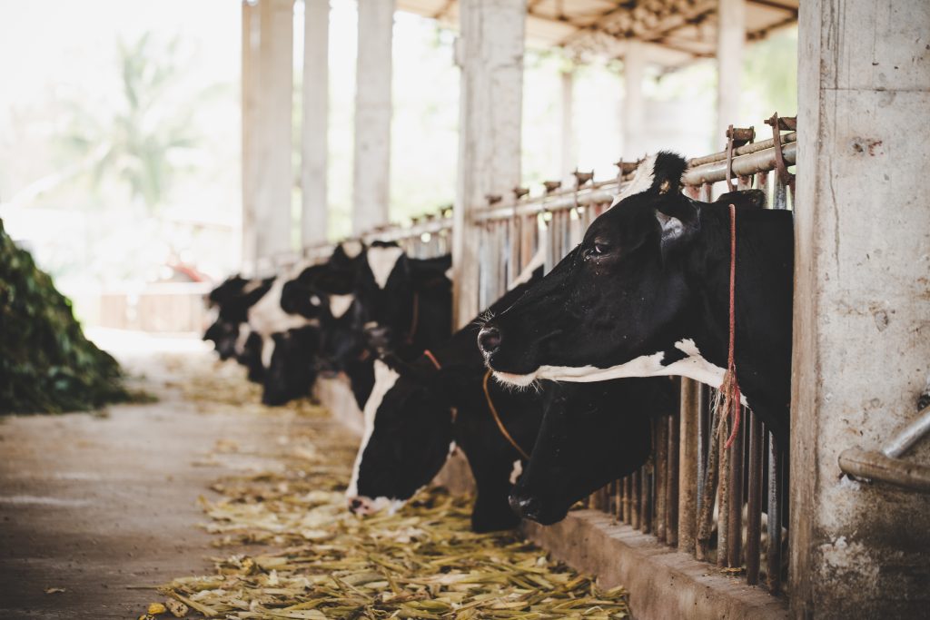 heads black white holstein cows feeding grass stable holland